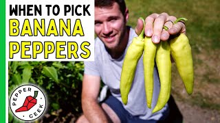 When To Pick Banana Peppers (It's Sooner Than You Think!)  Pepper Geek
