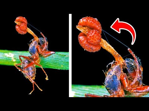 Video: Chromosomenvariation Zwischen Populationen Einer Pilzzüchtenden Ameise: Auswirkungen Auf Die Karyotypentwicklung Und Mögliche Einschränkung Des Genflusses