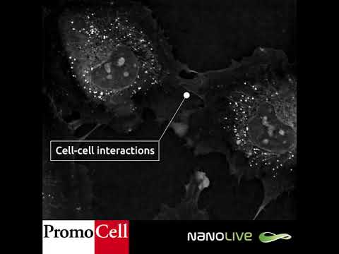 تصویری: آیا سلول های اندوتلیال می توانند تولید مثل کنند؟