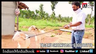 On My Way To Buy Qurbani Bakra From Tagaru Srinivas Goat Farm || Well Maintained ||