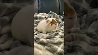 Cute Guinea Pig Cleaning