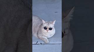 Dealbreakers #catsofyoutube #cats #catlovers #cat