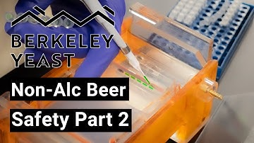 Brewing Safe Non-Alc Beer: Part 2 of 2 by Berkeley Yeast