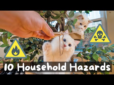 The 10 Types of Cat Hazards in Your Home | The Cat Butler