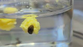 Planaria (flatworms) feeding on egg yolk