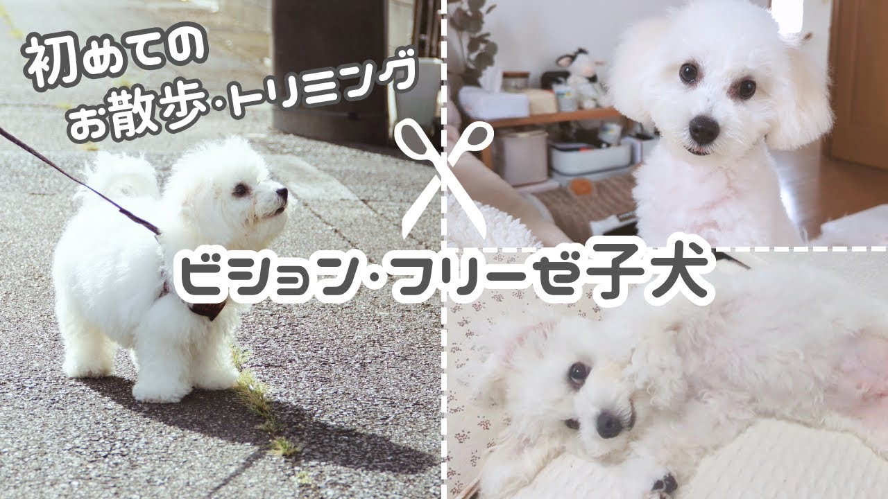 【ビション・フリーゼ】お散歩デビューした日🐾┊︎ トリミングで可愛く変身しました✂︎✨【Vlog】
