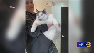 Patches the cat reaches 1 year mark of weightloss journey