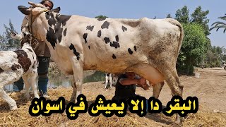 معانا النهارده سلالات تعيش في جو اسوان والصعيد بمناسبة ارتفاع درجات الحراره عن معدلاتها الطبيعيه