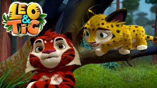 Leo and Tig - The Tree Hare 🥕 Cartoon for kids Kedoo ToonsTV