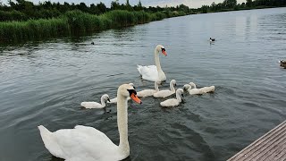 Gölde Balık Nasil Tutulur Tatlı Su Balık Avı Balık Tutma Teknikleri Vlog Eğlence Akarsu Olta Dere