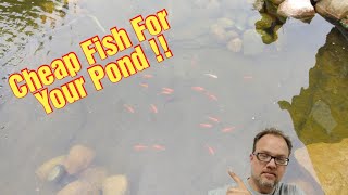 Where to find cheap fish for your home pond gardens.