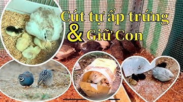 Chia sẽ cách nuôi Cút đẻ tự ấp trứng và giữ con | cút kiểng
