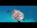 Middle of video