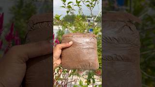 How to use Cocopeat for soil mix 🌱 #plantperfect #gardening #vishgarden