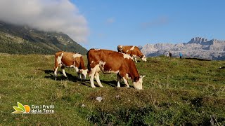 Sulle tracce della Pezzata Rossa tra Alto Adige e Friuli