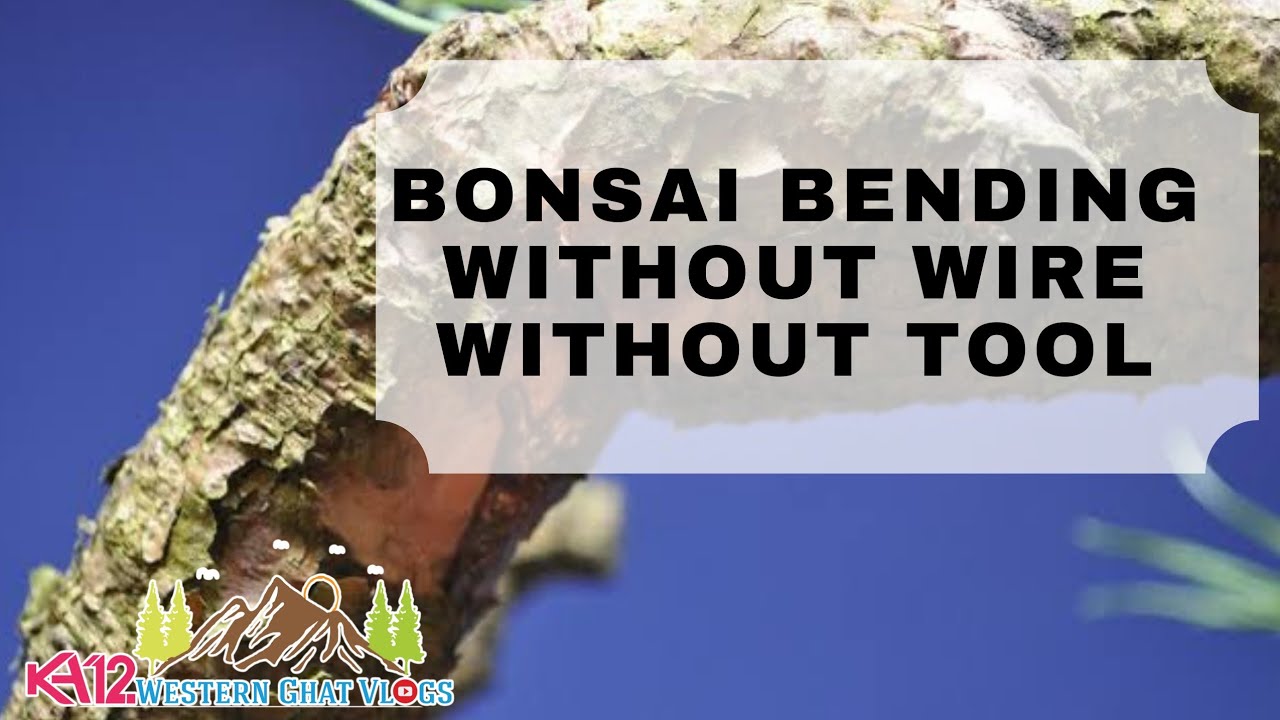 bonsai bending skills how to bend branch exotic plants gardening