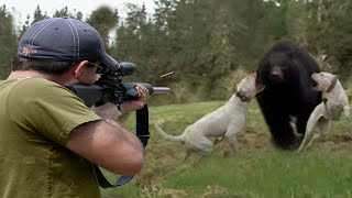 Bear hunting with dogs and rifles 😱🔥👍👌 Part 1