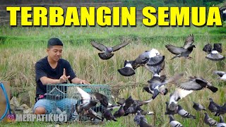 Download Lagu PERTAMA KALI!! SAYA TERBANGIN MERPATI SEBANYAK INI MP3