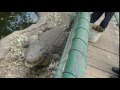 Nile crocodile eating Beef　ナイルワニと牛肉