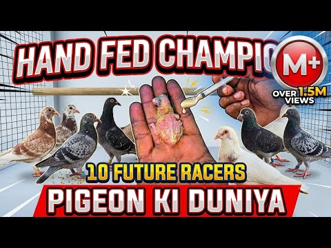 ​Hand-Fed Champions: 10 Baby Pigeons Trained to Win! 🕊️🏆 |​ #HandFedPigeons  #Kabutar #RacingPigeons