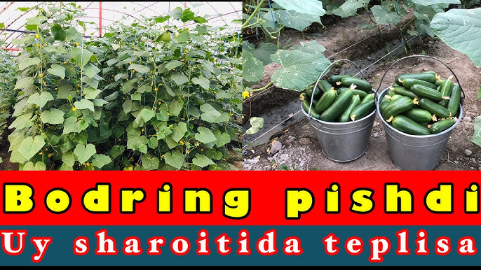 Suzanna Abdulla porno Nemis porno aktyorlar rasmlar