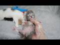 Here are the baby kittens who stay calm even when held...