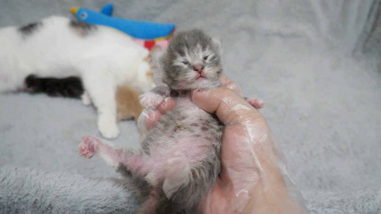 Here are the baby kittens who stay calm even when held...