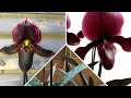 ЖУТЬ В КОРОБКЕ | Посылка с Орхидеями | Paph. Black Jack | Paph. Maudiae Vinicolor "Schwarze Madonna"