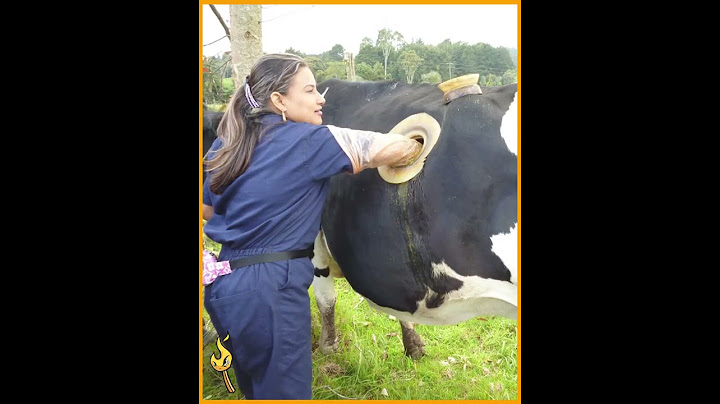 ESTA VACA TIENE UN AGUJERO En El ESTÓMAGO