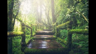 Прогулка по лесу - медитация на 30 минут