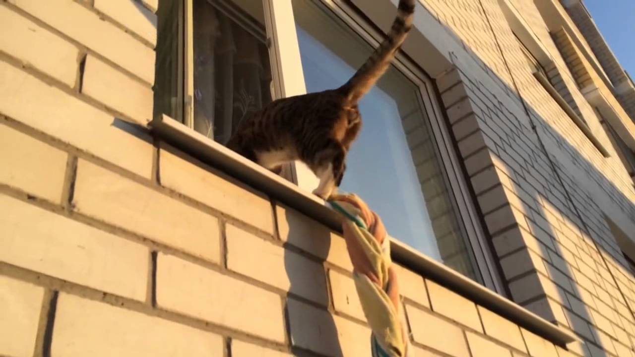 Кот домой пришел / The cat came home