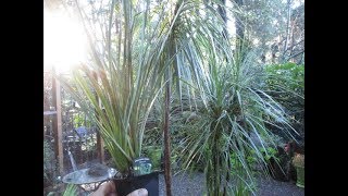 Growing Dracaena Spikes In Canada
