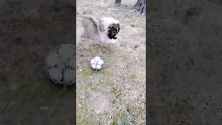 Кавказская овчарка играет в футбол #animal #собака #dog #животные #doglover #animaldog
