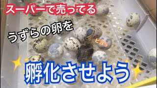 【1話完結】スーパーで買ったうずらの卵を孵化させよう！