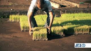 Sistema Intensivo del Cultivo del Arroz