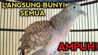 PANCINGAN PERKUTUT BANGKOK GACOR DIJAMIN AMPUH BIKIN PERKUTUT BANGKOK BUNYI SEMUA