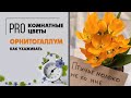 Орнитогалум - цветок, который вам нужен | Как за ним ухаживать