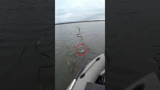 ХОРОШАЯ РЫБАЛКА! #shorts #рыбалка #fishing #рыба #fish #эдвардкосичка #природа #nature #отдых #rest