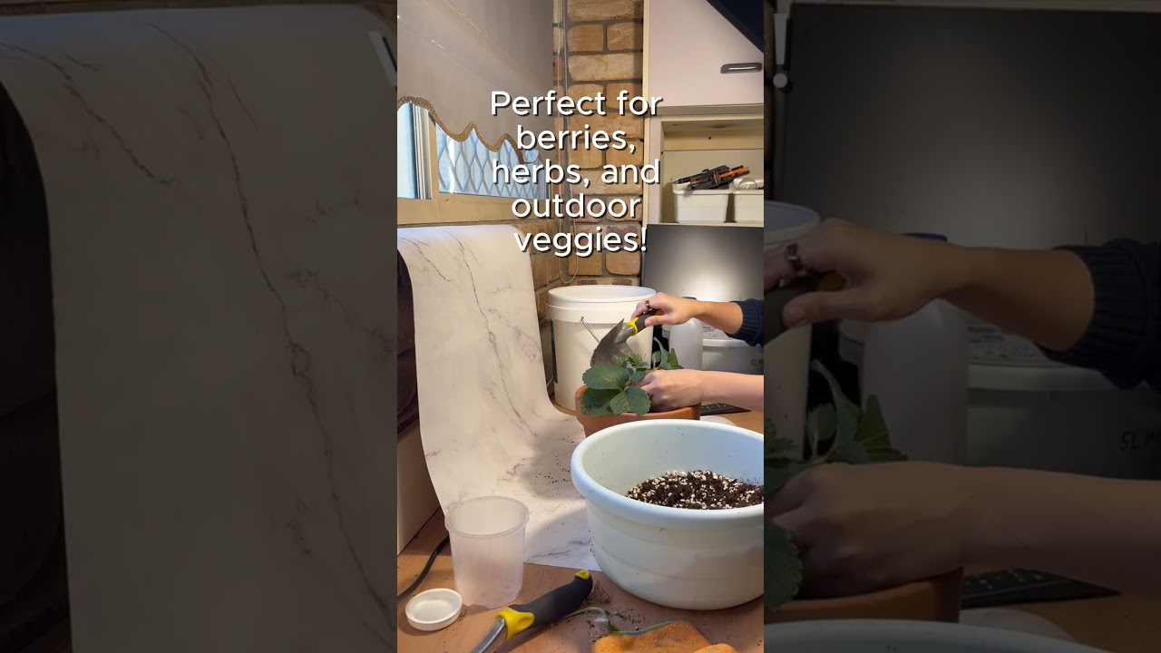 Outdoor Soil-Free Mix for Thriving Strawberries 🍓