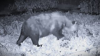 New Brown Bear Facts] Are the bears that 
