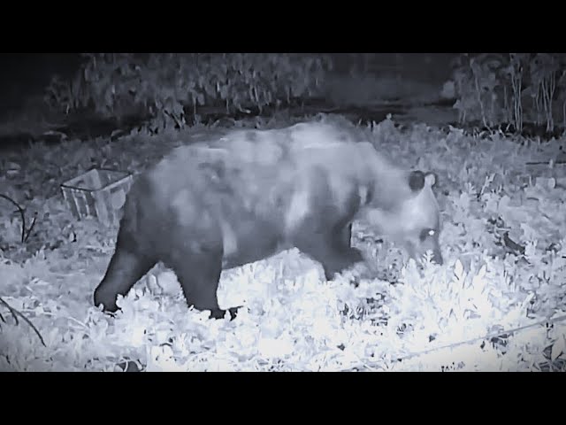 New Brown Bear Facts] Are the bears that 