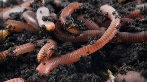Red Wiggler Worms Reproduction Bins