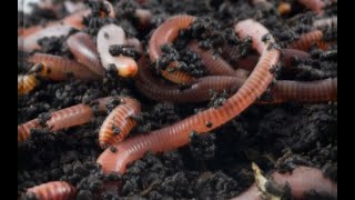 Red Wiggler Worms Reproduction Bins