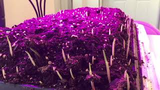 FEAR OF FROST DAMAGE ON CORN? First assessment | Spoiler Alert: plant health management matters