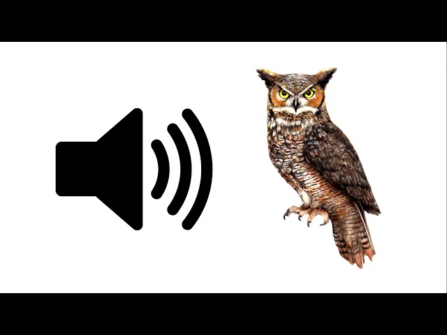 Owl - Sound Effect | ProSounds class=