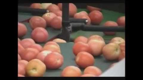 Perfect Uni cup grader running tomatoes