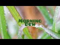 Ravis click /Morning Dew-