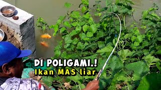 REJEKI LANGKA! Mancing dapat dua ikan mas sekaligus di alam liar