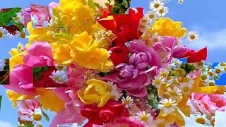 Colorful &amp; beautiful flowers! (HD1080p)