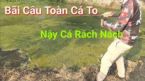 Thử Thách Câu Cá Lóc Bằng Nhái Hơi Câu Cá Giải Trí Snakehead Fishing p4